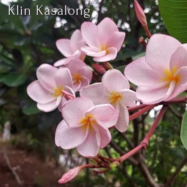 received_908241267772146 - Plumeria din butasi disponibila