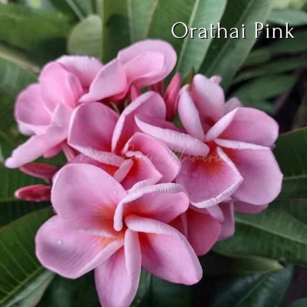 received_1122222558998920 - Plumeria din butasi disponibila