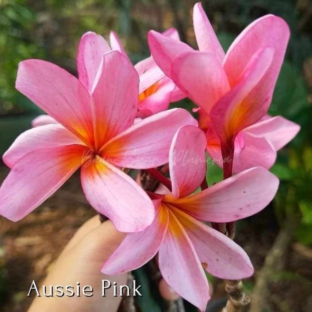 received_1613536102832381 - Plumeria din butasi disponibila