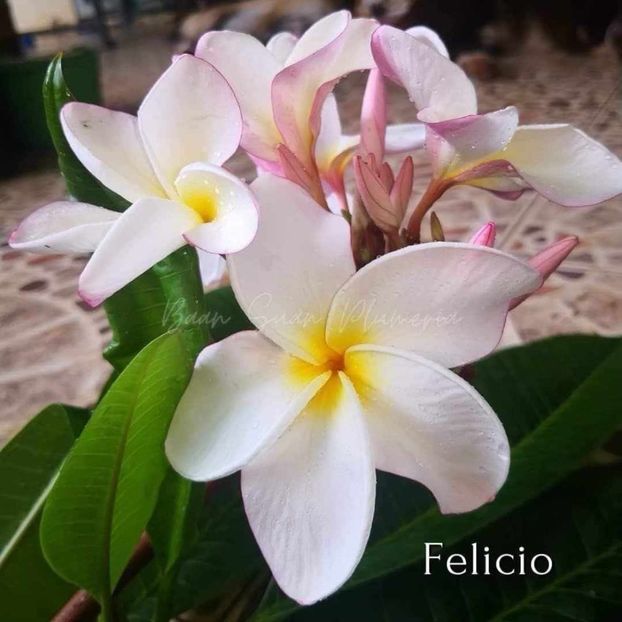 received_1512570789329806 - Plumeria din butasi disponibila