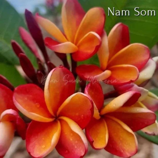 received_363038953429391 - Plumeria din butasi disponibila