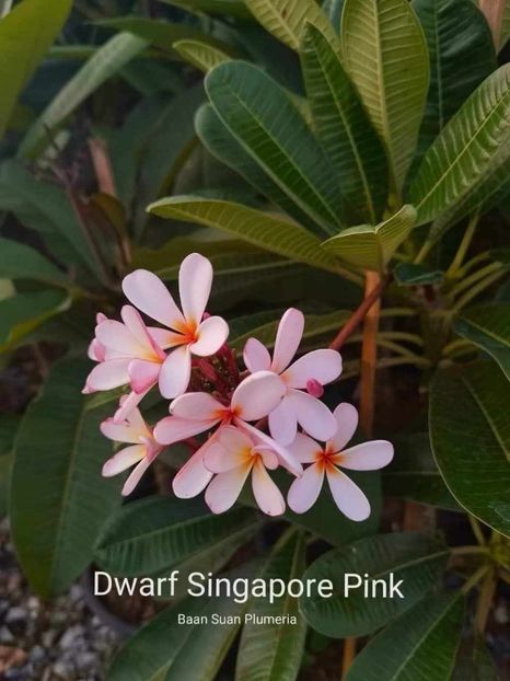 received_435467735759816 - Plumeria din butasi disponibila