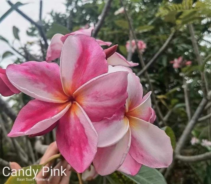 received_411140011839916 - Plumeria din butasi disponibila