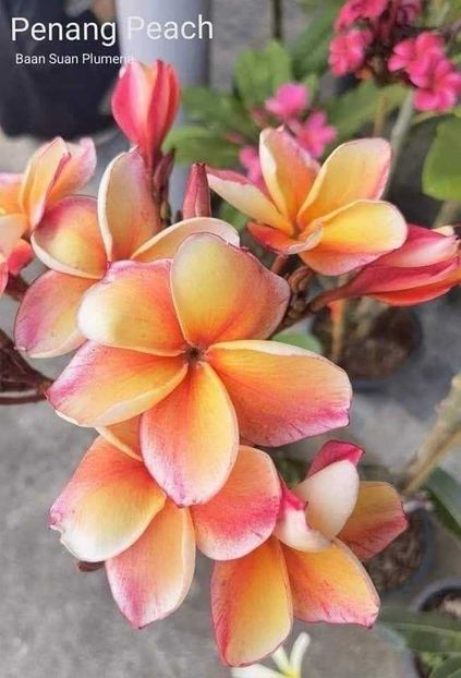 received_948740053552358 - Plumeria din butasi disponibila