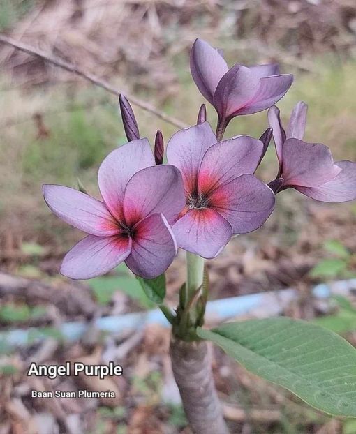 received_289652460781289 - Plumeria din butasi disponibila