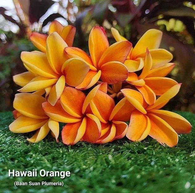 received_969772401023051 - Plumeria din butasi disponibila