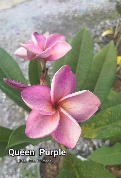 received_1570841876819542 - Plumeria din butasi disponibila