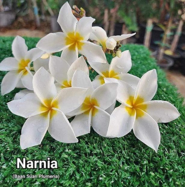 received_461143236286157 - Plumeria din butasi disponibila