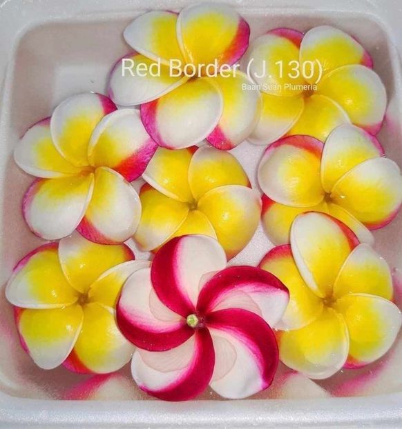 received_1496502241236585 - Plumeria din butasi disponibila