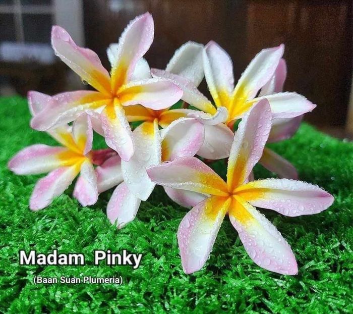 received_806523244765861 - Plumeria din butasi disponibila