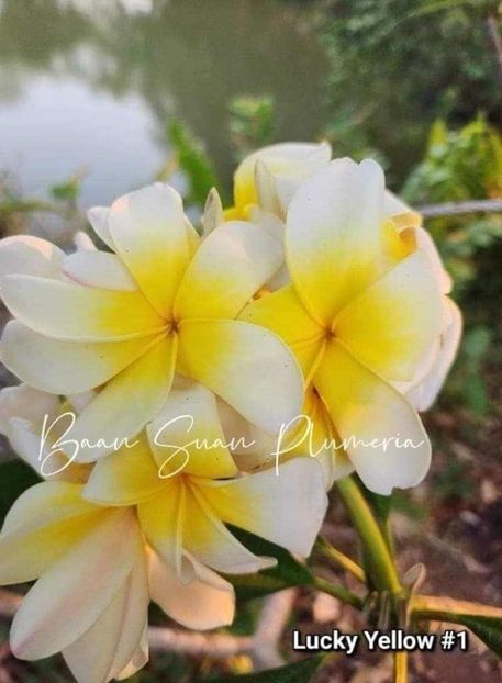 received_1180057850096268 - Plumeria din butasi disponibila