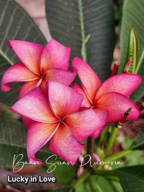 received_2157561477919383 - Plumeria din butasi disponibila