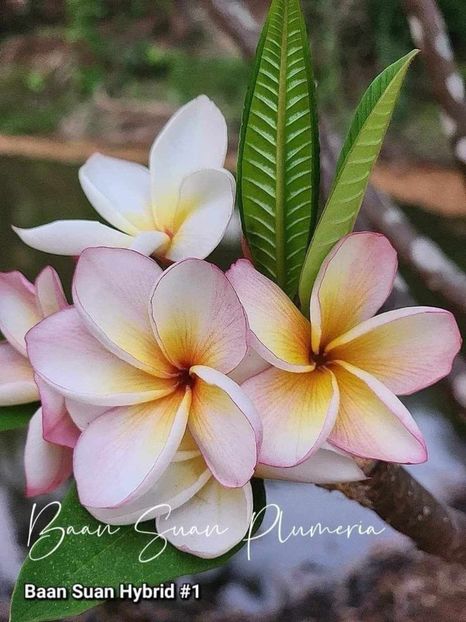 received_2121978984862074 - Plumeria din butasi disponibila