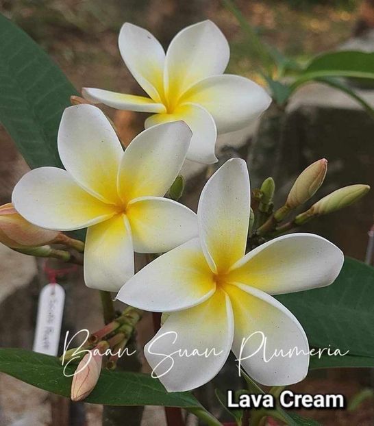 received_980821836761602 - Plumeria din butasi disponibila