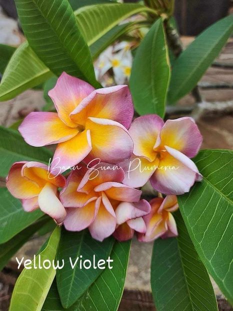 received_2051042235289445 - Plumeria din butasi disponibila