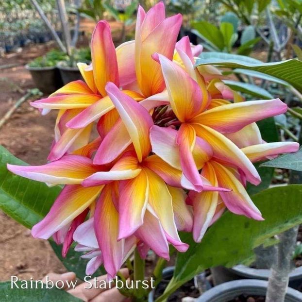 received_3765176700394620 - Plumeria din butasi disponibila