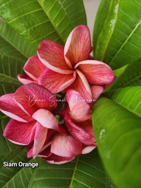 received_734102918798559 - Plumeria din butasi disponibila