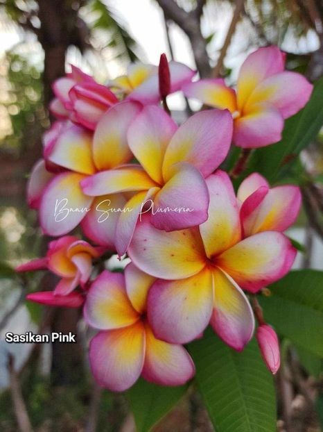 received_1097927547937806 - Plumeria din butasi disponibila