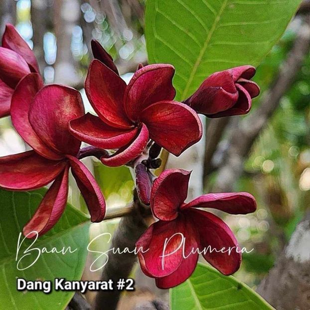 received_860989835864725 - Plumeria din butasi disponibila