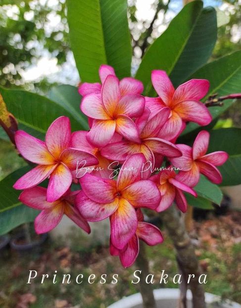 received_7571441189591283 - Plumeria din butasi disponibila