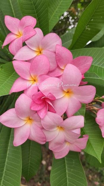 received_1171107720554804 - Plumeria din butasi disponibila