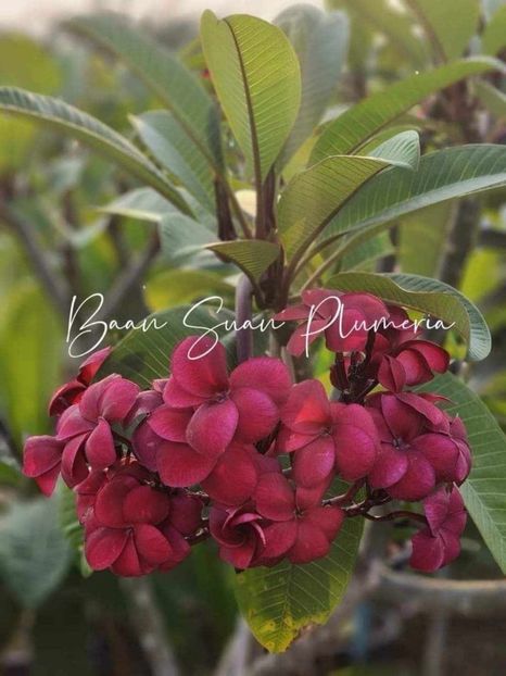 received_431316409640108 - Plumeria din butasi disponibila