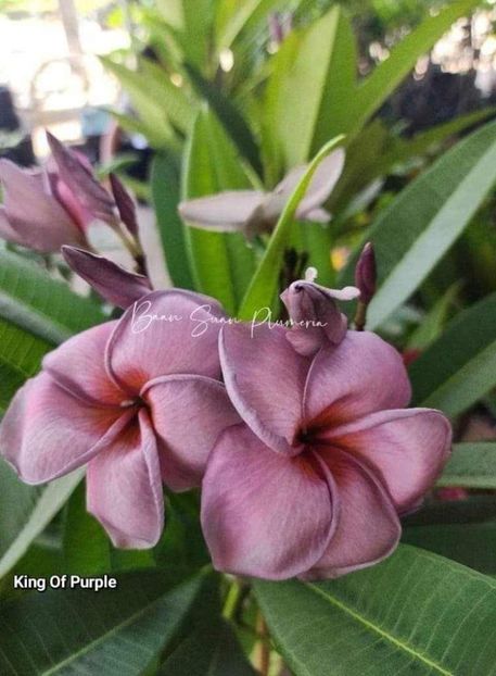 received_1139755817239282 - Plumeria din butasi disponibila