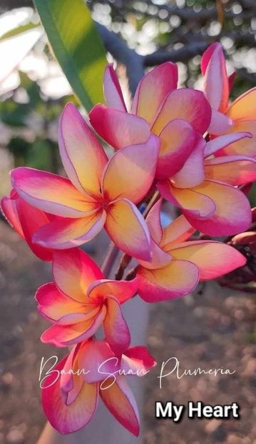 received_721838673245796 - Plumeria din butasi disponibila