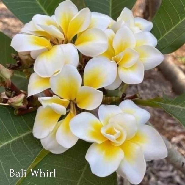 received_431176926290455 - Plumeria din butasi disponibila