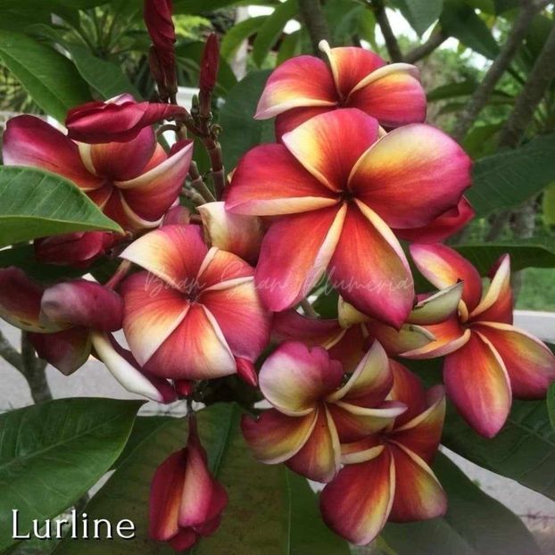 received_969739961001346 - Plumeria din butasi disponibila