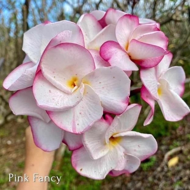 received_1493901868179287 - Plumeria din butasi disponibila