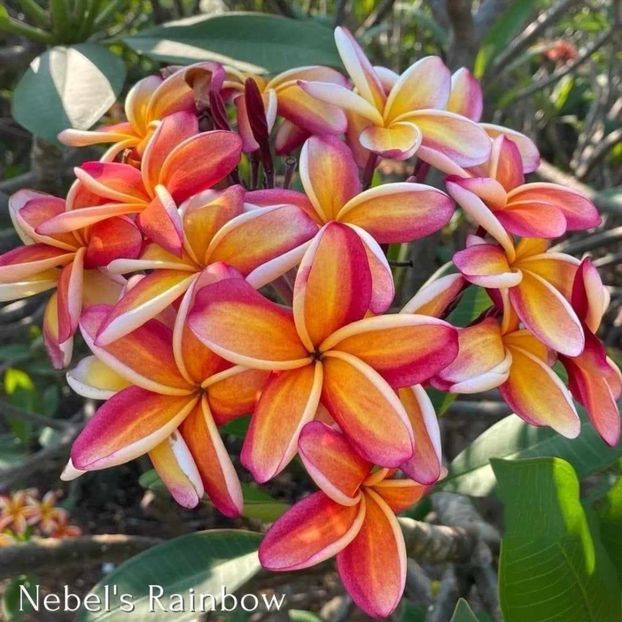 received_819383733583437 - Plumeria din butasi disponibila