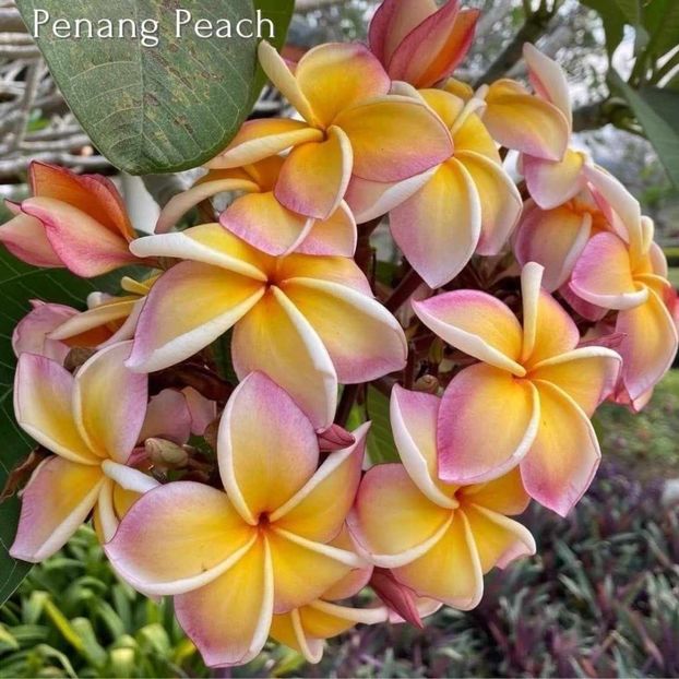 received_1679326396220997 - Plumeria din butasi disponibila