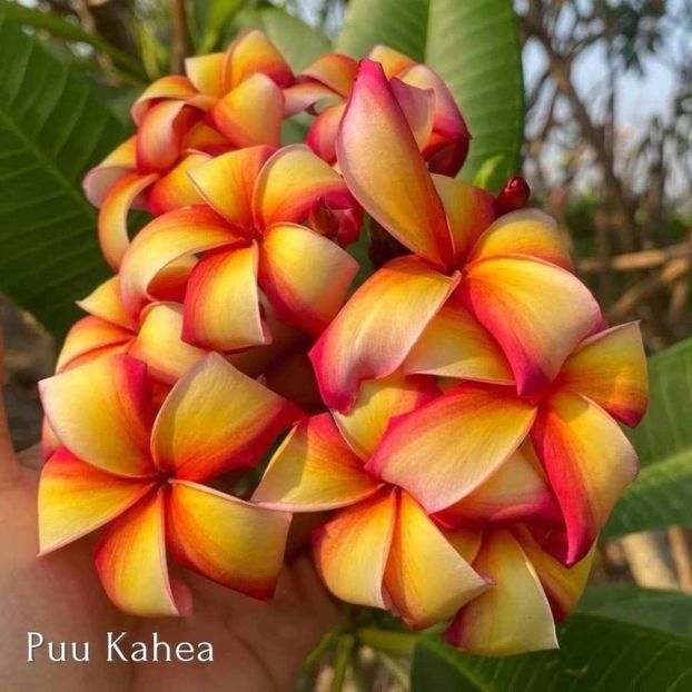 received_1220064158964237 - Plumeria din butasi disponibila