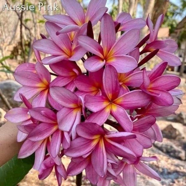 received_1158662325547643 - Plumeria din butasi disponibila