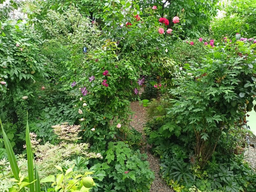  - Grădina 2024 continuare 2