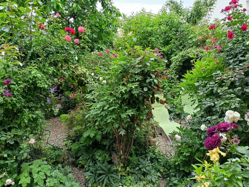  - Grădina 2024 continuare 2