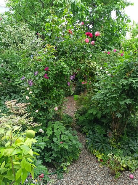  - Grădina 2024 continuare 2