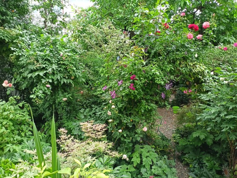  - Grădina 2024 continuare 2