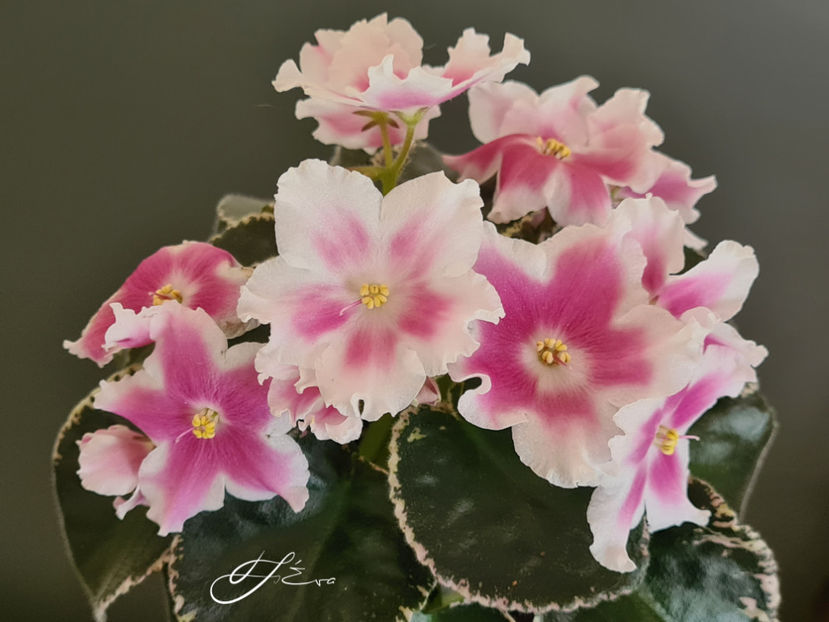 VaT-Tsar Goroh sport - VaT-Tsar Goroh