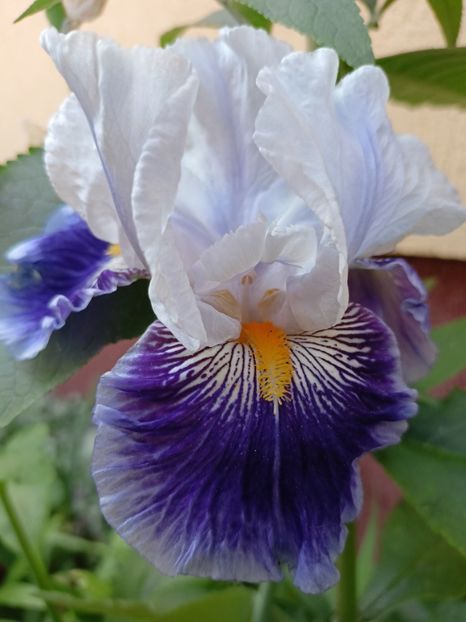  - Grădina 2024 continuare 2