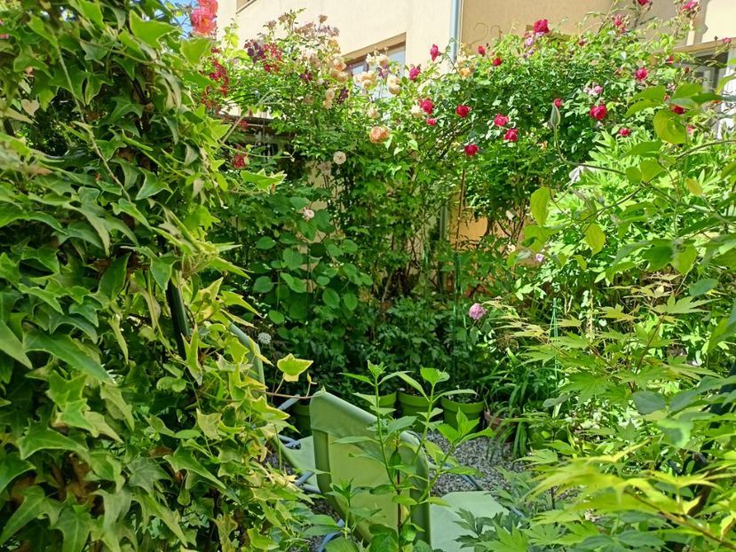  - Grădina 2024 continuare 2