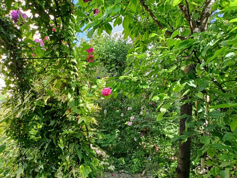  - Grădina 2024 continuare 2