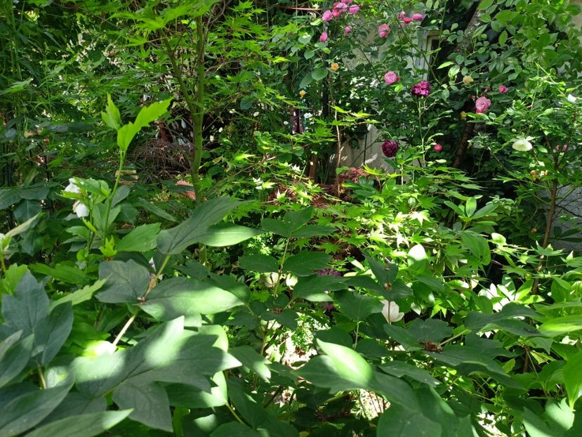  - Grădina 2024 continuare 2