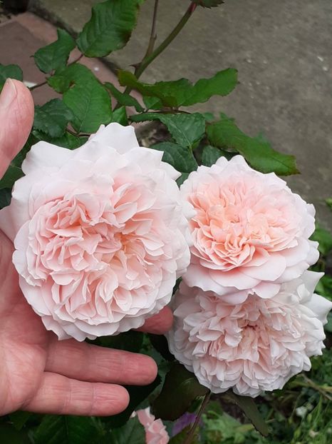  - Rose de Tolbiac