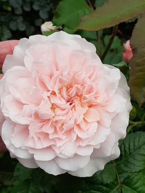  - Rose de Tolbiac
