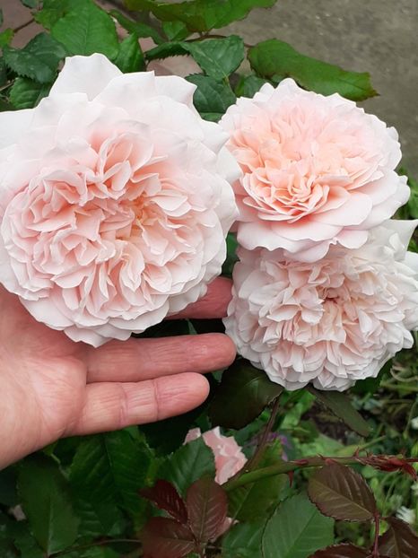  - Rose de Tolbiac