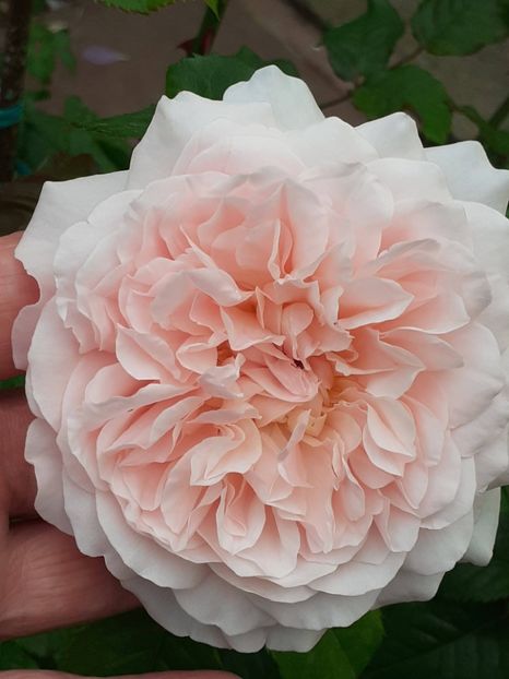  - Rose de Tolbiac
