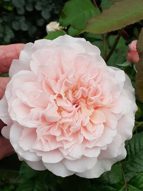 - Rose de Tolbiac