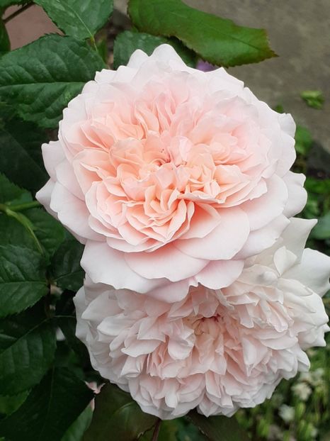  - Rose de Tolbiac
